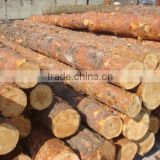 Fresh cut spruce logs fromUkraine