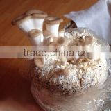 Whole Part and Cultivation Processing Type oyster mushroom grow bag