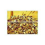 NATURAL ANGELICA ROOTS OIL thumbnail-5