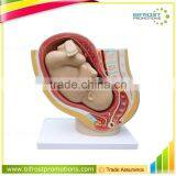 High Quanlity Newborn Embryo Midwifery Model thumbnail-1
