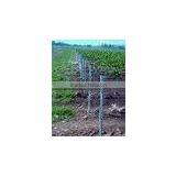 Grape Stakes Factory in China