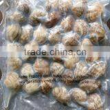 CLAM WITHOUT SAND IMPURTIES SHELL FOR SALE IN VACCUM thumbnail-1