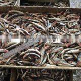 New Landing Fresh Frozen Anchovy thumbnail-3