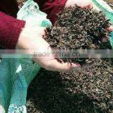 Chopped Sargassum Seaweed thumbnail-4