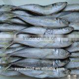 Good Quality Big Eye Scad/horse Mackerel for Sale thumbnail-1
