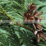 Cedar Wood Oil thumbnail-2