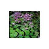 Honey Goat Weed Extract(rossonl@huacheng-biotech.com) thumbnail-1