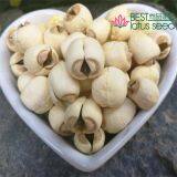 Lotus Seed Lotus Nut Lotus Kernel Dried Handmade White Lotus Seed With Core Plumule