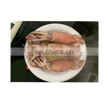 Boston Illex Squid From America