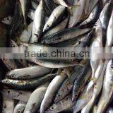 Frozen Good Quality Pacific Mackerel Fish Sea Frozen thumbnail-2