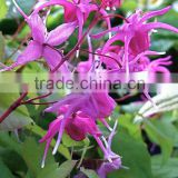 sex improvement/epimedium supplier/epimedium GMP