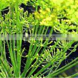 Dill Seed Oil Indian /Dill Seed Oil Indian thumbnail-1