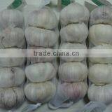 Pure White Garlic thumbnail-2