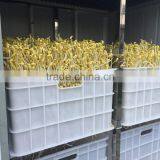 Automatic Bean Sprout Machine/Soybean Sprout Machine/Mung Bean Sprout Machine thumbnail-5