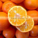 Tasty Navel Orange thumbnail-1