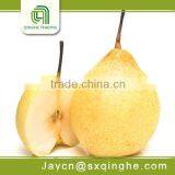 2015 New Asian ya Pears thumbnail-1