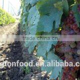 Taste Sweet and Seedless Dried Red Raisin thumbnail-3