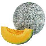 Hybrid Muskmelon Hami Melon Seeds for Sale Affection Net thumbnail-1