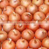 Supply Jinxiang/Gansu Fresh Onion in Low Price