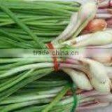 Chives thumbnail-1