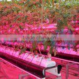 Artificial Growing Lighting thumbnail-3