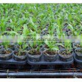 Direct Factory Price Crazy Selling Low Price Seedling Tray thumbnail-1
