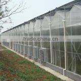 Economical Large Multi- Span Greenhouse for Tomatos thumbnail-1