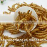 Dried Mealworms,Birds Food & Aquarium Fish Food thumbnail-3