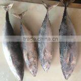 Bonito Tuna thumbnail-1