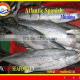 FROZEN ATLANTIC SPANISH MACKEREL WHOLE ROUND thumbnail-1