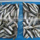 Frozen Fish Frozen Horse Mackerel thumbnail-2