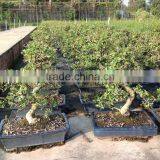 Carmona Microphylla Bosnai Export thumbnail-4