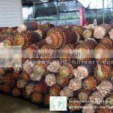 Cycas Revoluta Bare Roots thumbnail-1