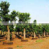 Ficus Altissima for Tropical Climate Garden Plants and Landscaping Trees thumbnail-3