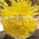 Ji Si Huang Ju, Flower Tea, Herbal Tea thumbnail-2