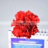 Stem Part Fresh cut natural carnation fresh for love, anniversary