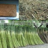 VIET NAM UNFERMENTED BAGASSE FOR ANIMAL FEED