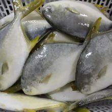 Frozen IQF Golden Pompano /golden Pomfret Fish thumbnail-3