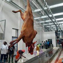 Specially Customized Bull Butcher Machine Blood Trough For Cow Slaughter House thumbnail-3