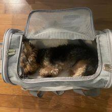PETS BAGS DOG CARRIER BAG thumbnail-3