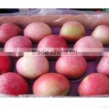 Pome Fruit Product Type and Red Color apple qinguan apples export to India