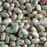 Chinese Big size Light Speckled Kidney beans American Round