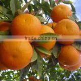 ORANGE FROM EGYPT thumbnail-1