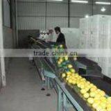 Fresh Lemon thumbnail-2