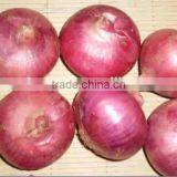 Fresh Chinese Red Onion thumbnail-1