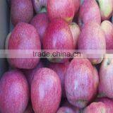 High Quality Fresh Apple Fruit Fresh Qinguan Apple thumbnail-6