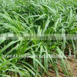 Export High Yield Hybrid Penisetum Forage Seed thumbnail-1