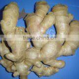 Organic Fresh Ginger thumbnail-6