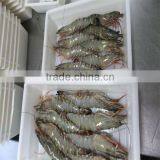 Frozen Shrimp and Wholesale Seafood Online thumbnail-1