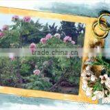 Tree Peony Plant Root thumbnail-1